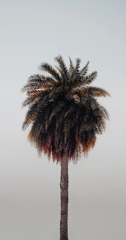 A perfectly places palm tree set on a cool grey backdrop